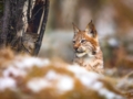 Foto: Envato