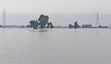 Üleujutatud põld Indias. Foto: Wikimedia