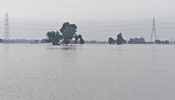 Üleujutatud põld Indias. Foto: Wikimedia