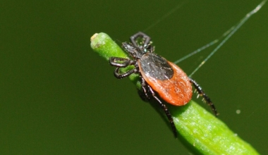 Puuk. Foto: Thomas Bresson/ Wikimedia