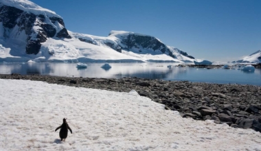 Pingviin jäises Antarktikas. Foto: Envato